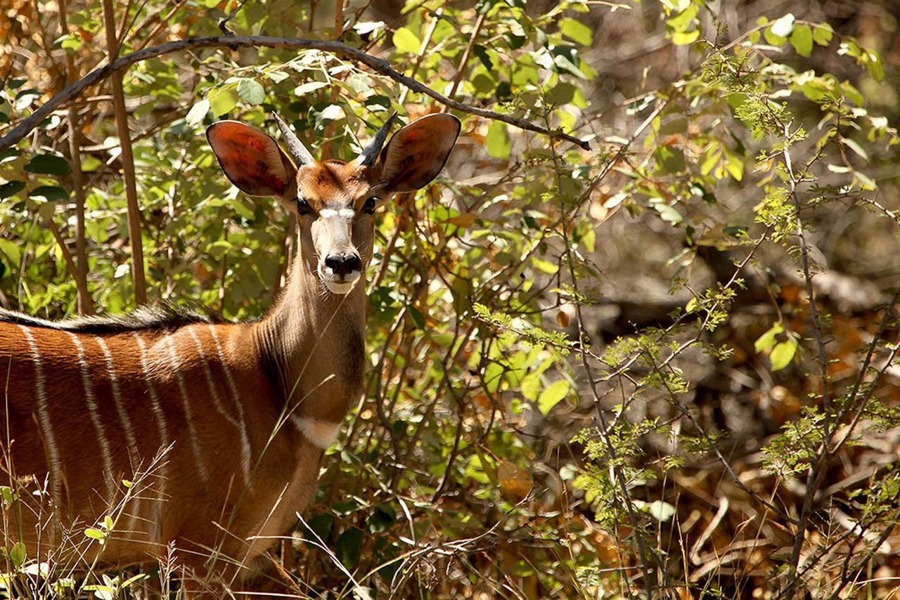 Soul Of Africa Lodge Thabazimbi Kültér fotó